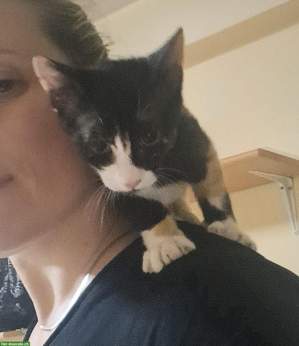 Bild 4: Katzen Tiffany & Alba: in letzter Minute gerettet