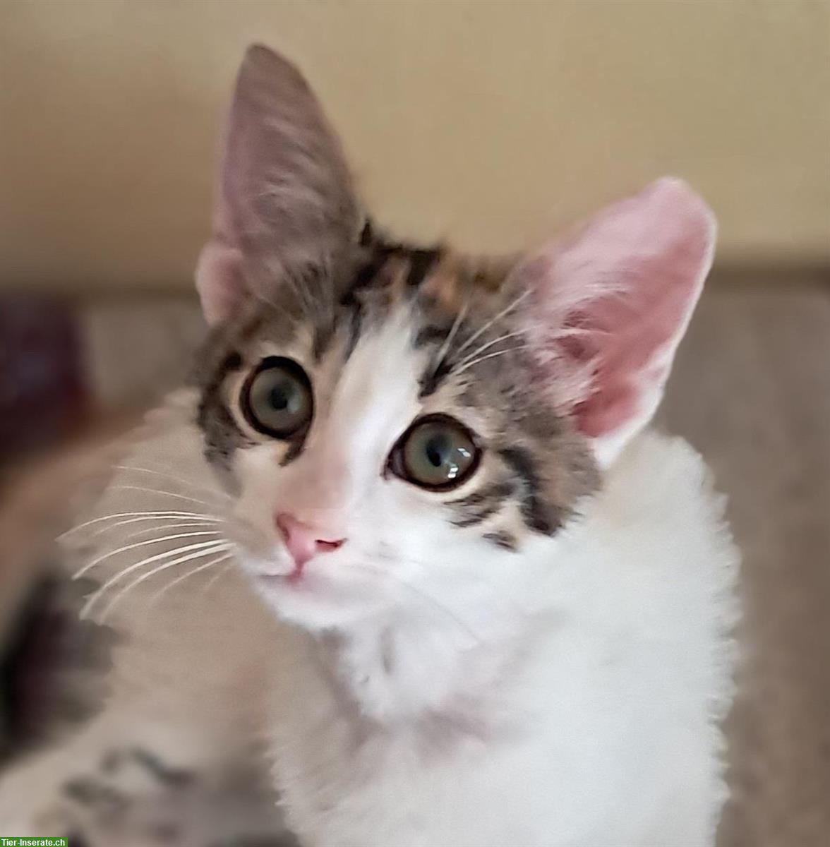 Bild 6: Katzen Tiffany & Alba: in letzter Minute gerettet