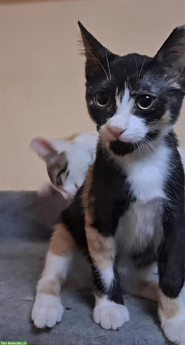 Bild 7: Katzen Tiffany & Alba: in letzter Minute gerettet