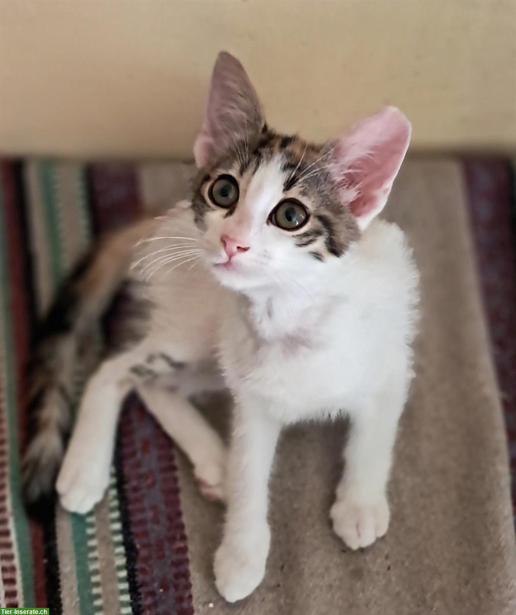 Bild 8: Katzen Tiffany & Alba: in letzter Minute gerettet