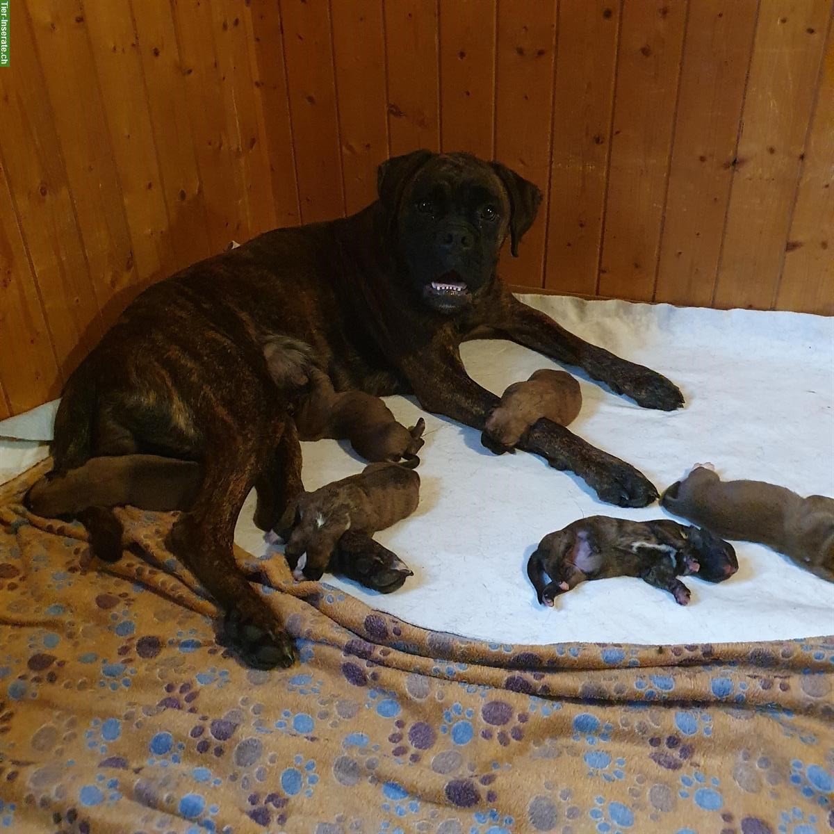 Boxer Welpen, weiblich abzugeben