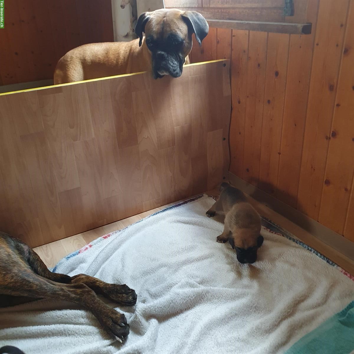 Bild 2: Boxer Welpen, weiblich abzugeben