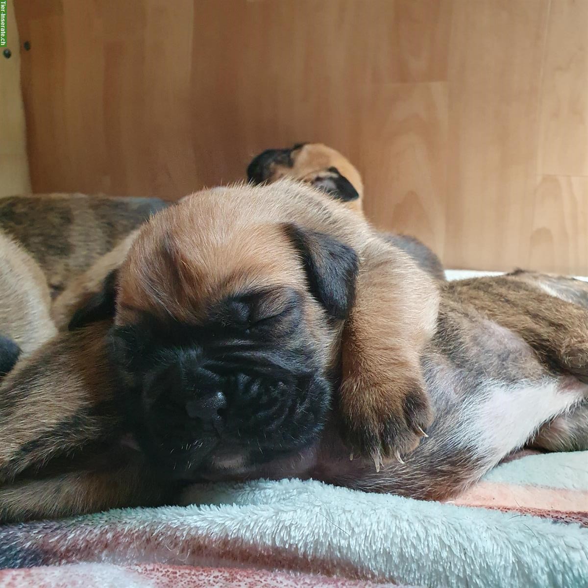Bild 3: Boxer Welpen, weiblich abzugeben