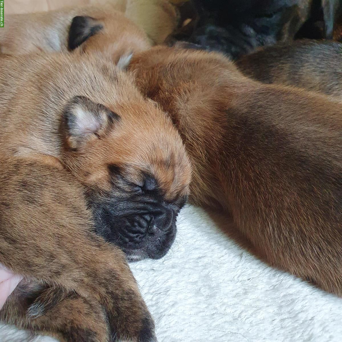 Bild 5: Boxer Welpen, weiblich abzugeben