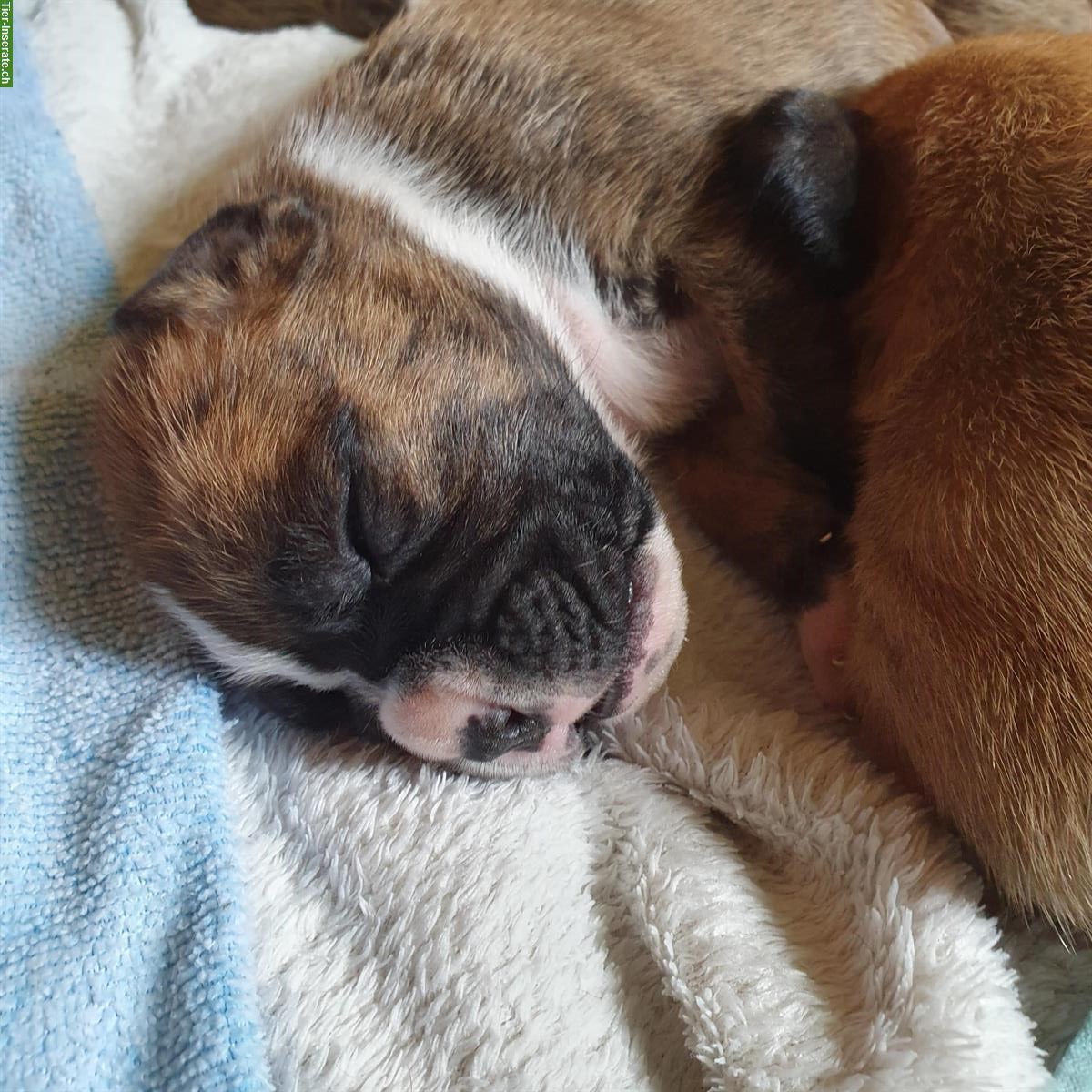 Bild 6: Boxer Welpen, weiblich abzugeben