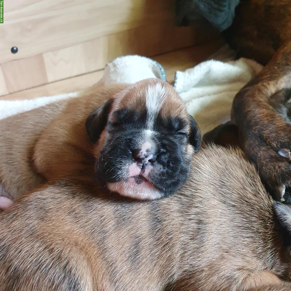 Bild 7: Boxer Welpen, weiblich abzugeben