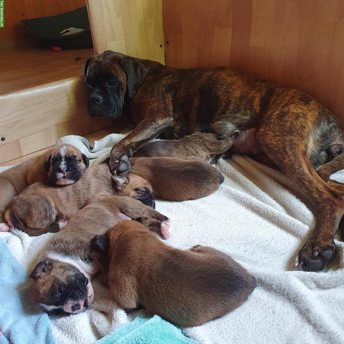 Bild 8: Boxer Welpen, weiblich abzugeben