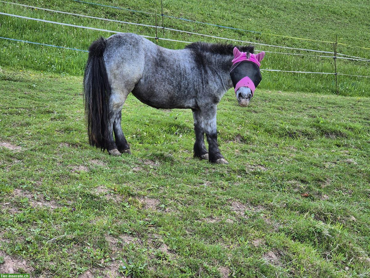 Ältere Mini Shetty gesucht