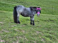 Ältere Mini Shetty gesucht