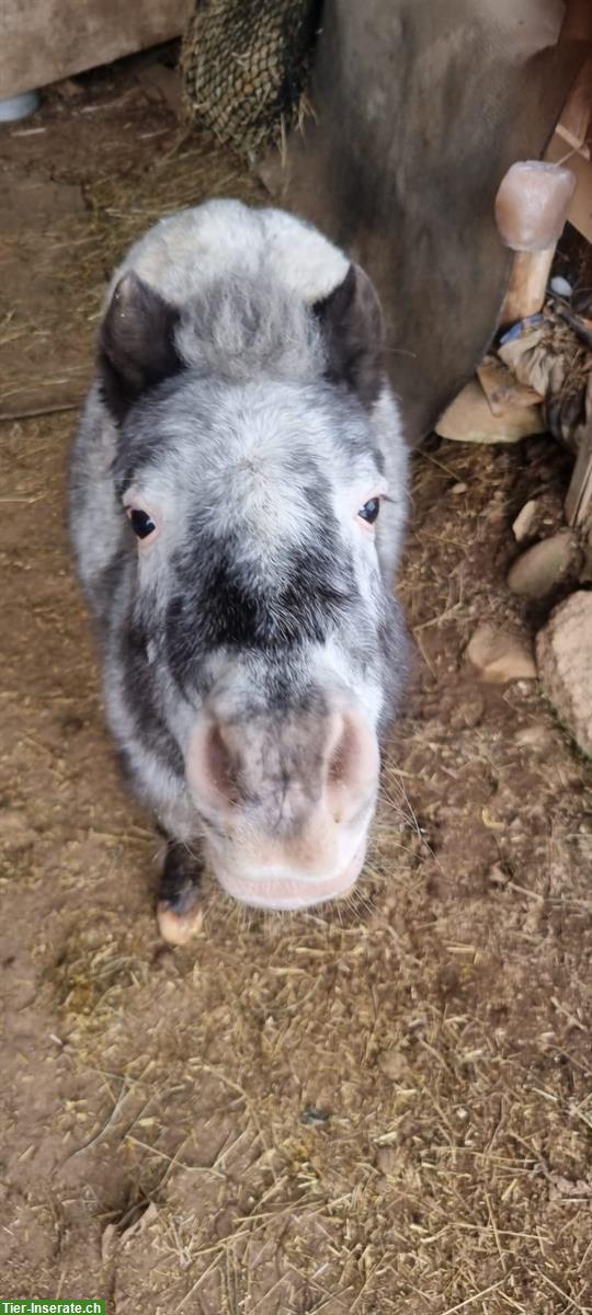 Bild 2: Ältere Mini Shetty gesucht