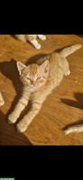Süsser kleiner Kater in orange abzugeben