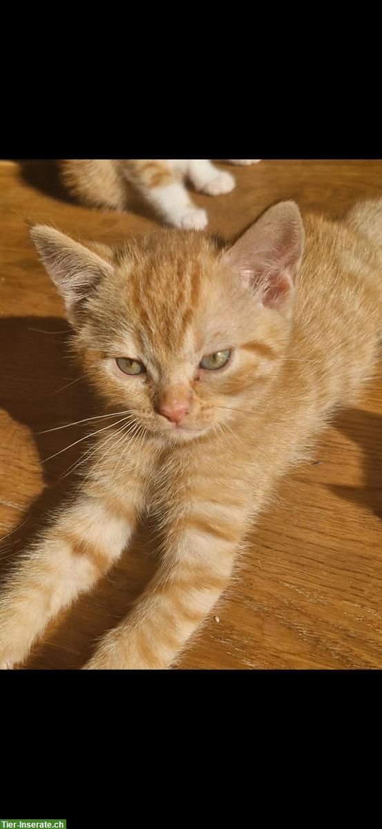 Bild 2: Süsser kleiner Kater in orange abzugeben