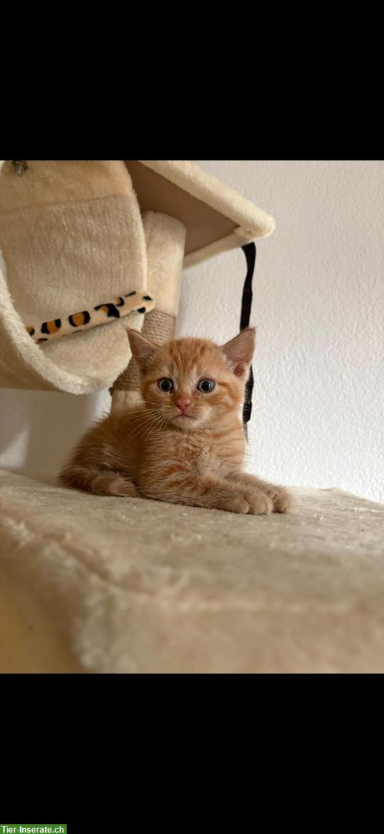 Bild 3: Süsser kleiner Kater in orange abzugeben