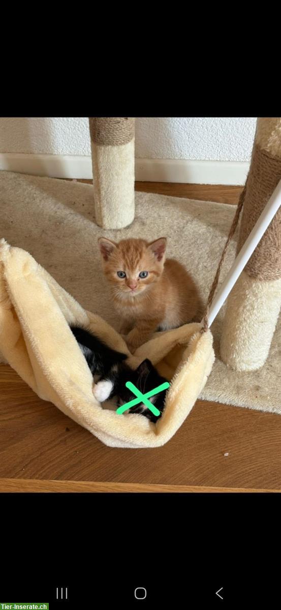 Bild 4: Süsser kleiner Kater in orange abzugeben