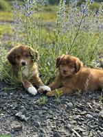 Nova Scotia Duck Tolling Retriever (¾) Welpen