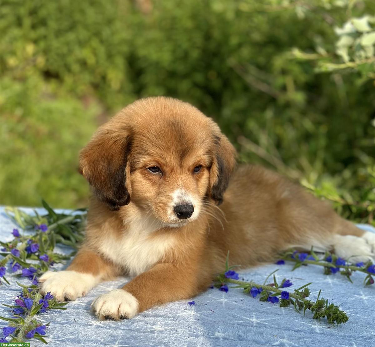 Bild 2: Nova Scotia Duck Tolling Retriever (¾) Welpen