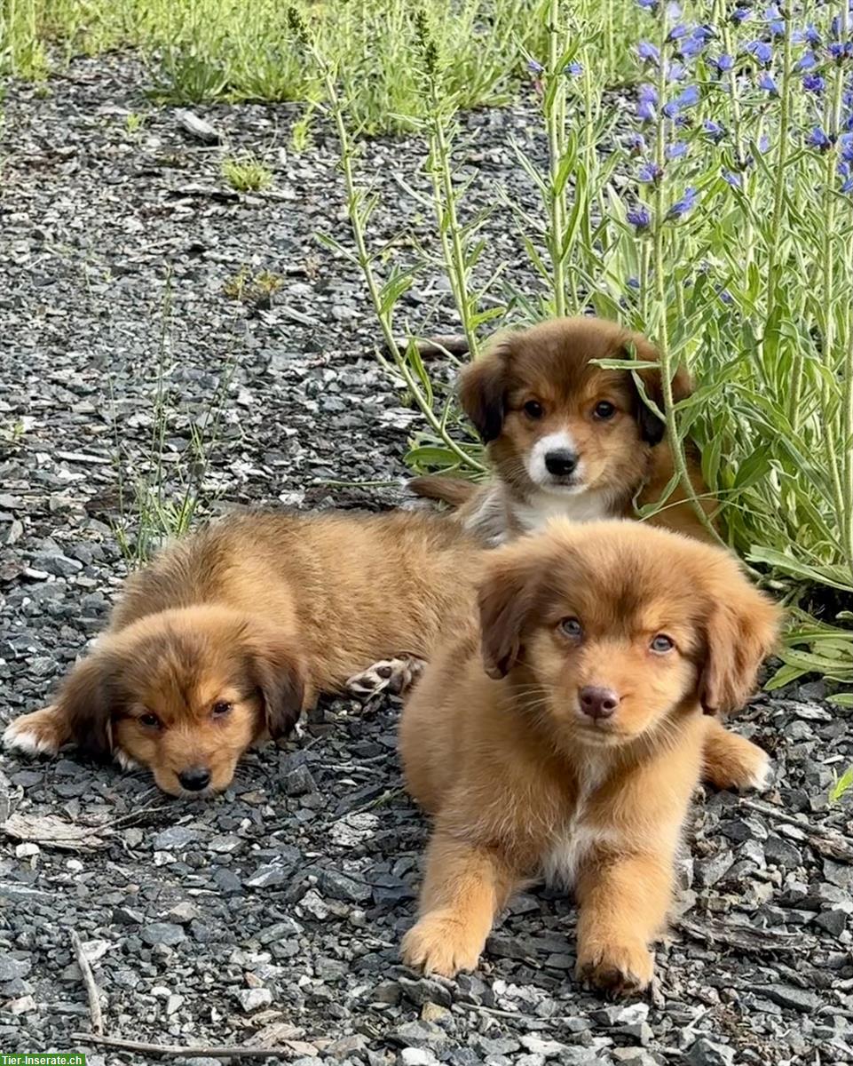 Bild 4: Nova Scotia Duck Tolling Retriever (¾) Welpen