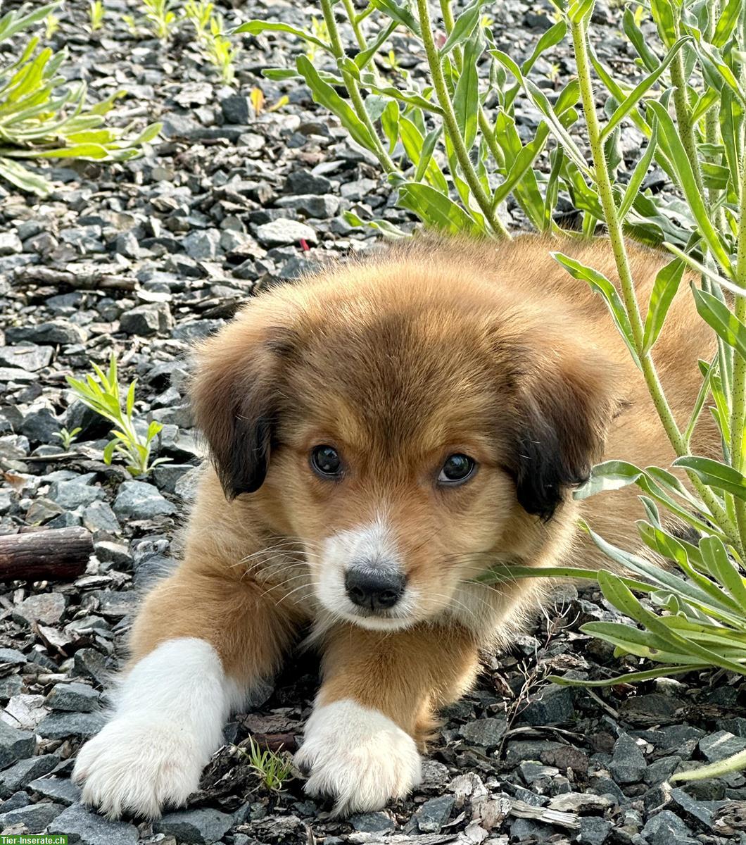 Bild 5: Nova Scotia Duck Tolling Retriever (¾) Welpen