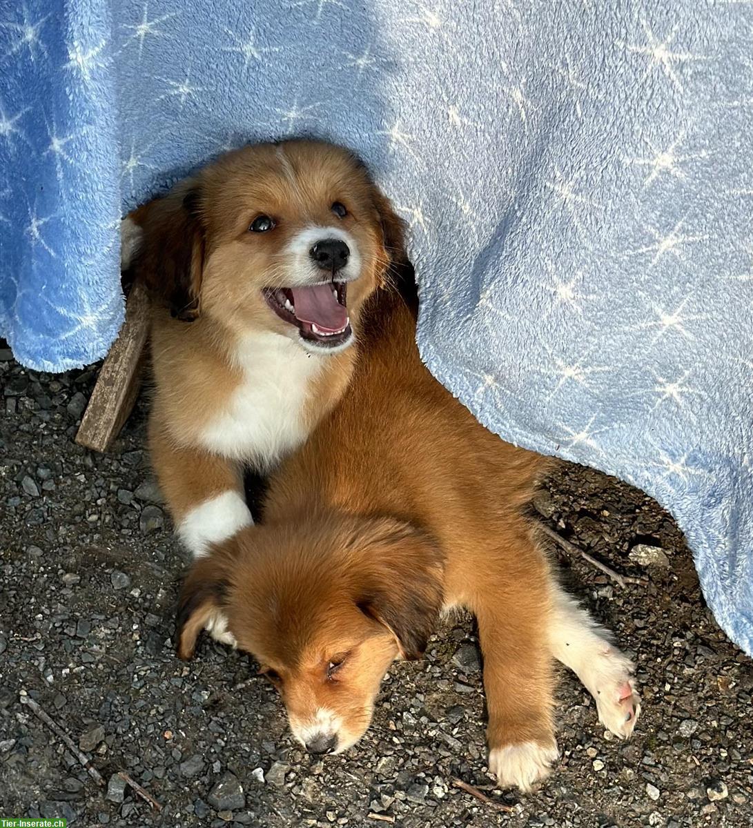 Bild 6: Nova Scotia Duck Tolling Retriever (¾) Welpen