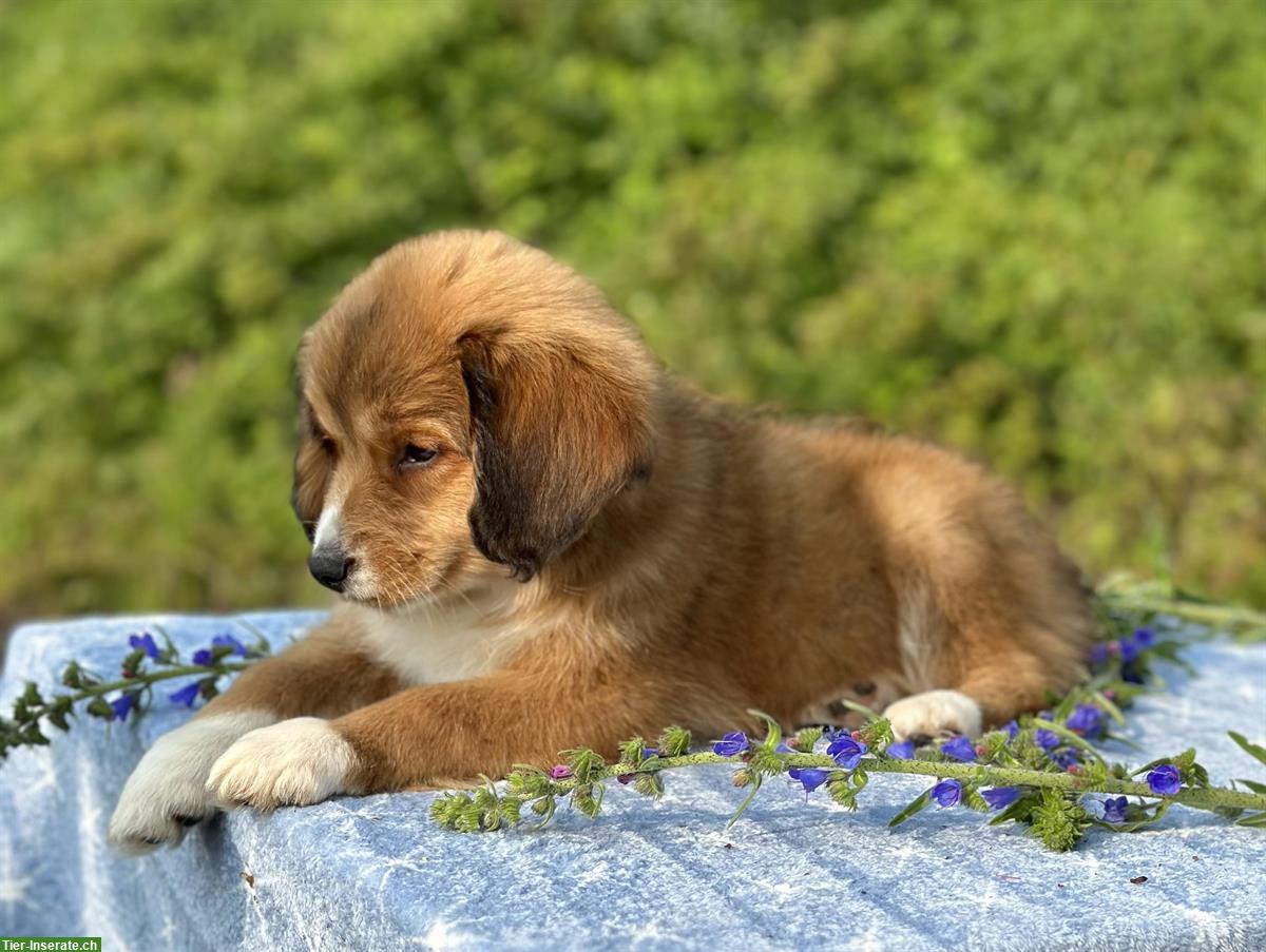 Bild 7: Nova Scotia Duck Tolling Retriever (¾) Welpen