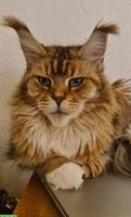 Maine Coon Kastraten, weiblich
