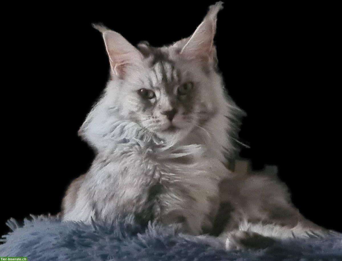 Bild 2: Maine Coon Kastraten, weiblich