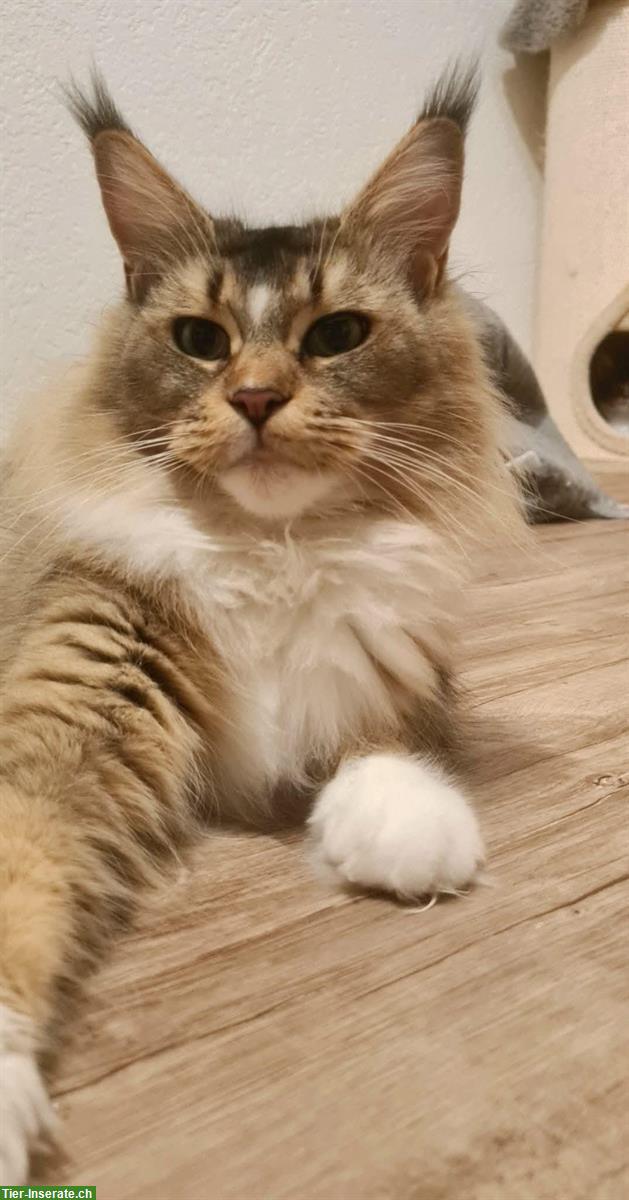 Bild 3: Maine Coon Kastraten, weiblich
