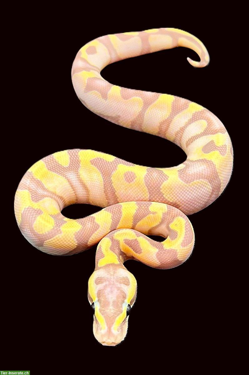 1.0 Pastel, Banana, Phantom, Enchi, Yellow Belly, pos. Pied 2025