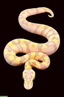 1.0 Pastel, Banana, Phantom, Enchi, Yellow Belly, pos. Pied 2025
