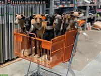 SUCHE Wohnraum (Haus oder Gartenwohnung) Hundehaltung, ganze Schweiz