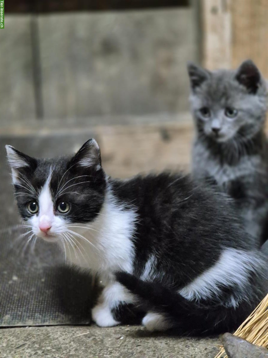 🐾 Süße Katzenbabys suchen ein Zuhause 🐾