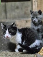 Süße Katzenbabys suchen ein Zuhause