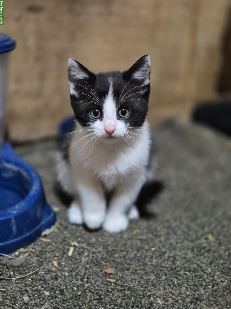 Bild 2: 🐾 Süße Katzenbabys suchen ein Zuhause 🐾