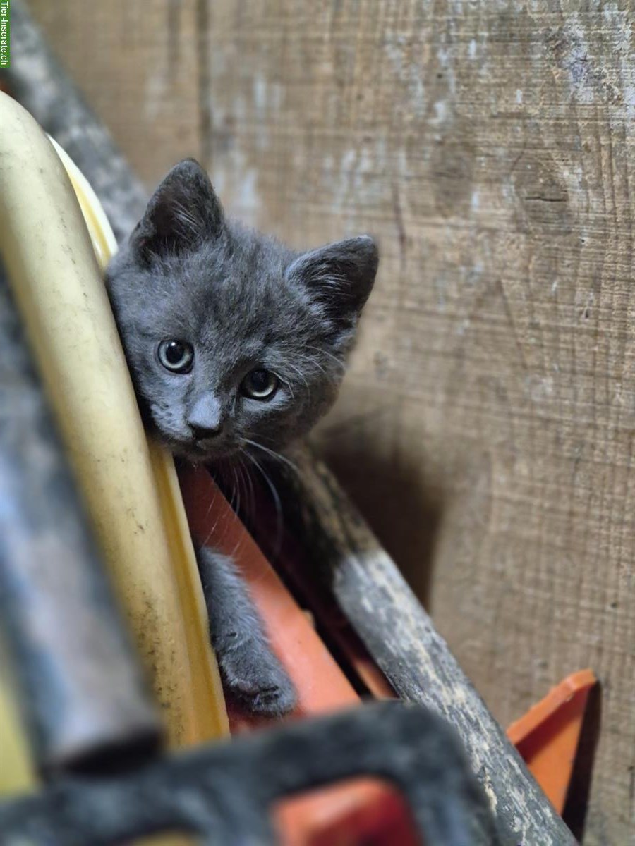Bild 3: 🐾 Süße Katzenbabys suchen ein Zuhause 🐾
