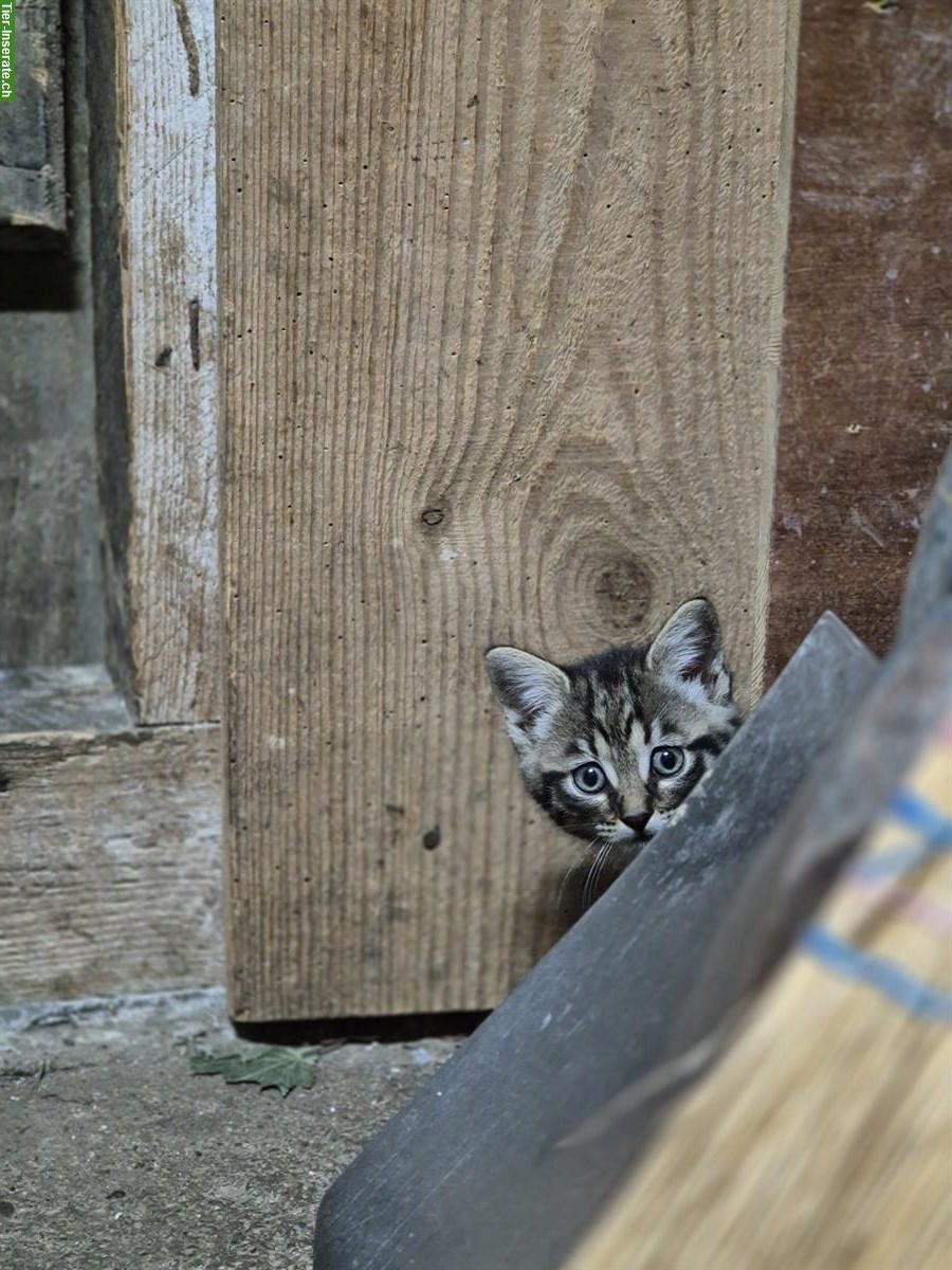 Bild 4: 🐾 Süße Katzenbabys suchen ein Zuhause 🐾