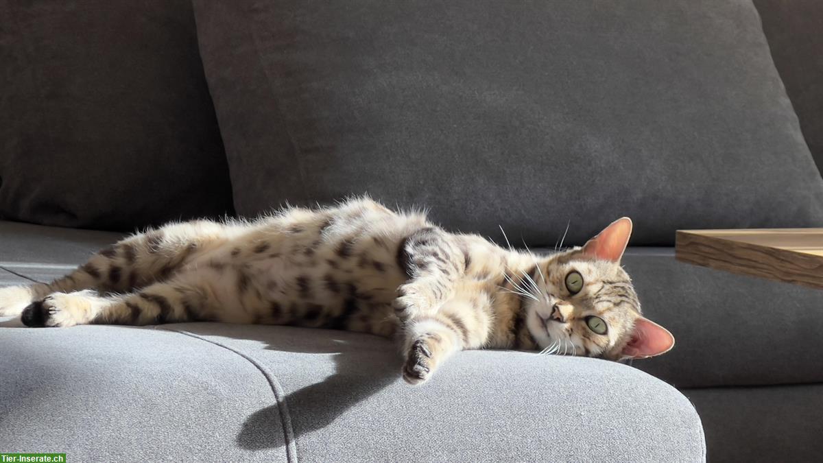 Bengal Katze, 9-jährig, silver (black) spotted tabby