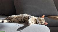 Bengal Katze, 9-jährig, silver (black) spotted tabby