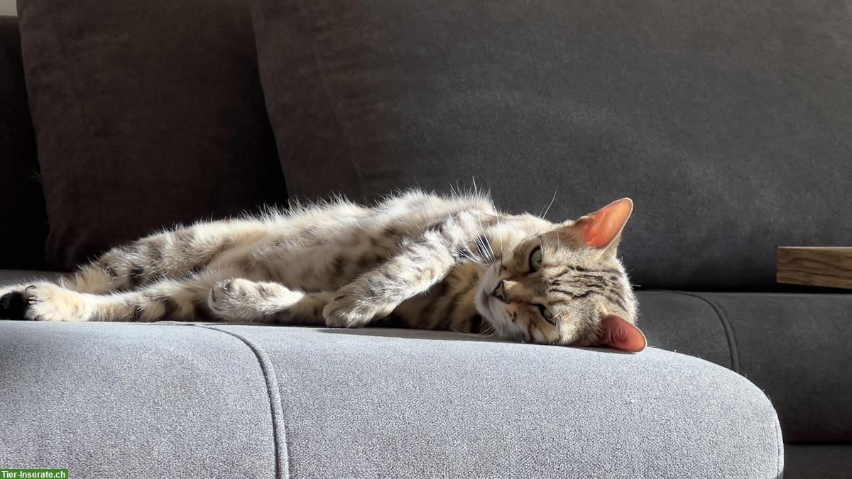 Bild 2: Bengal Katze, 9-jährig, silver (black) spotted tabby