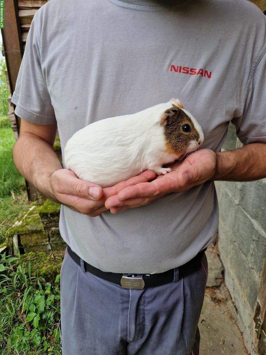 Meerschweinchen Dame Lisel sucht ein neues Zuhause