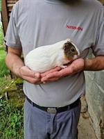 Meerschweinchen Dame Lisel sucht ein neues Zuhause