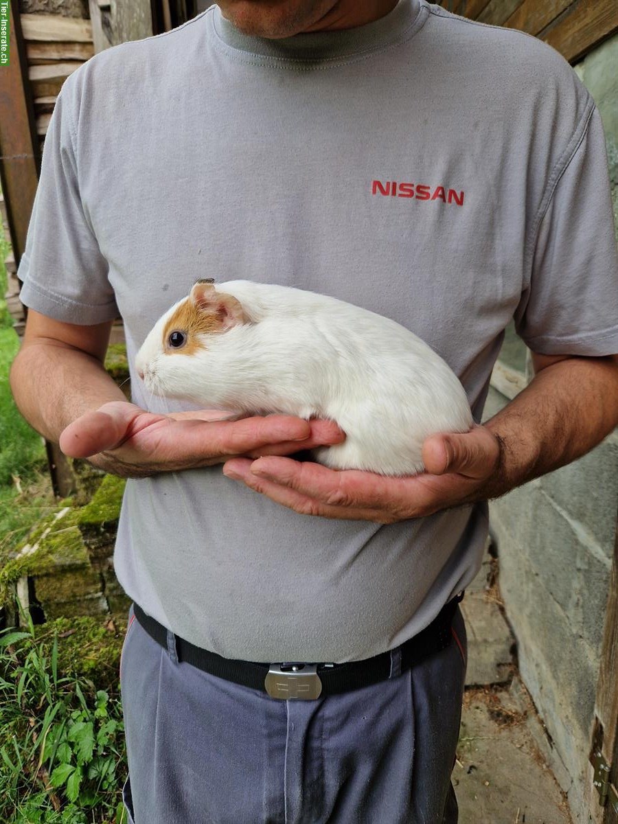Bild 2: Meerschweinchen Dame Lisel sucht ein neues Zuhause