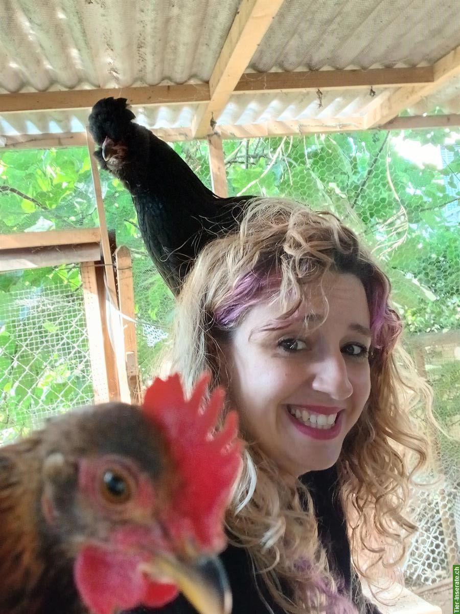 Serama/Herburgs Junghahn + Barnevelder x Araucana Paar