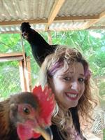 Serama/Herburgs Junghahn + Barnevelder x Araucana Paar