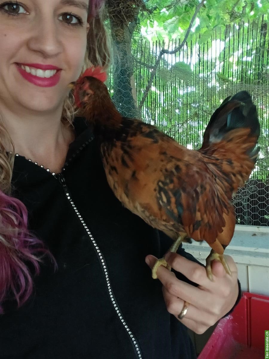 Bild 2: Serama/Herburgs Junghahn + Barnevelder x Araucana Paar