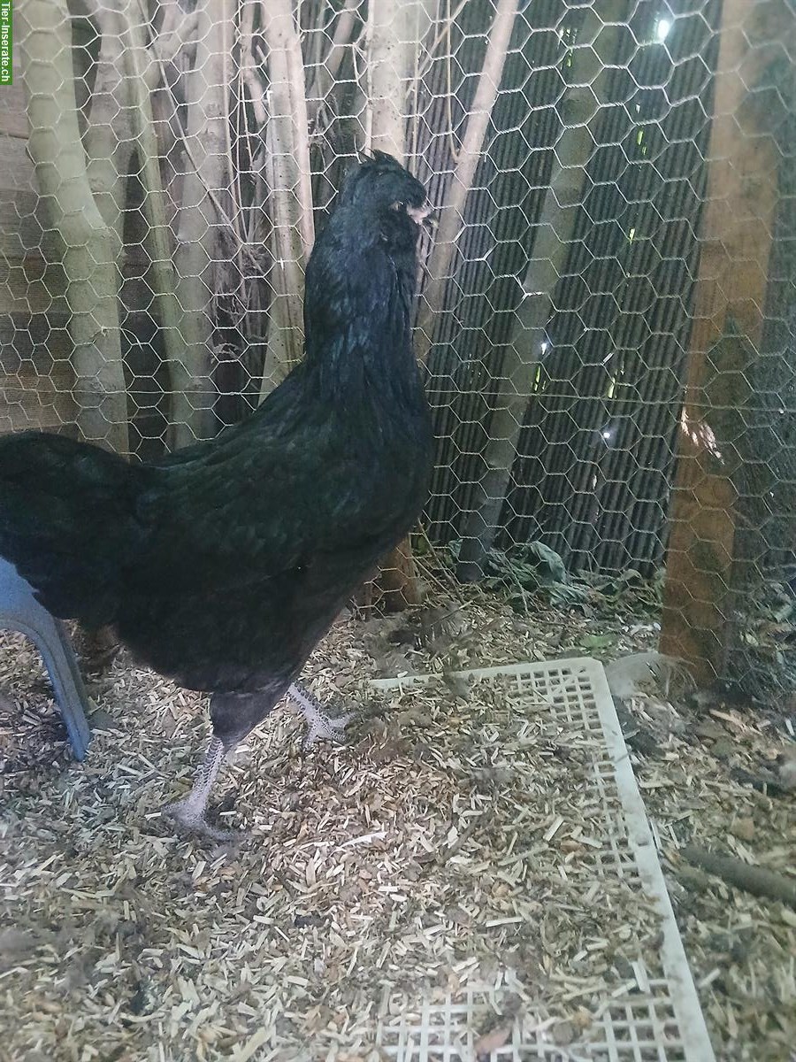 Bild 3: Serama/Herburgs Junghahn + Barnevelder x Araucana Paar
