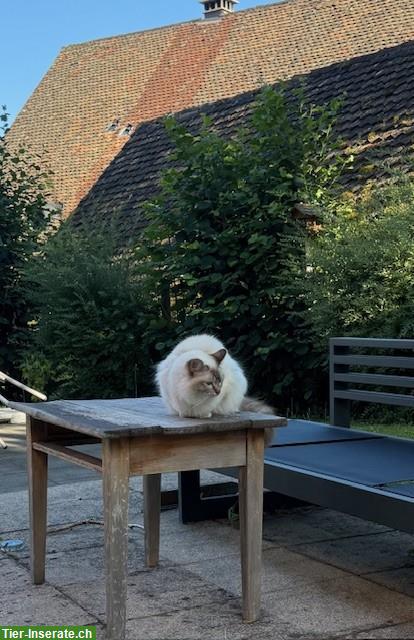 Bild 3: Junge, 'Heilige Birma' Lilliyfee mit spezieller Geschichte