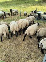 Suffolk Lämmer zu verkaufen