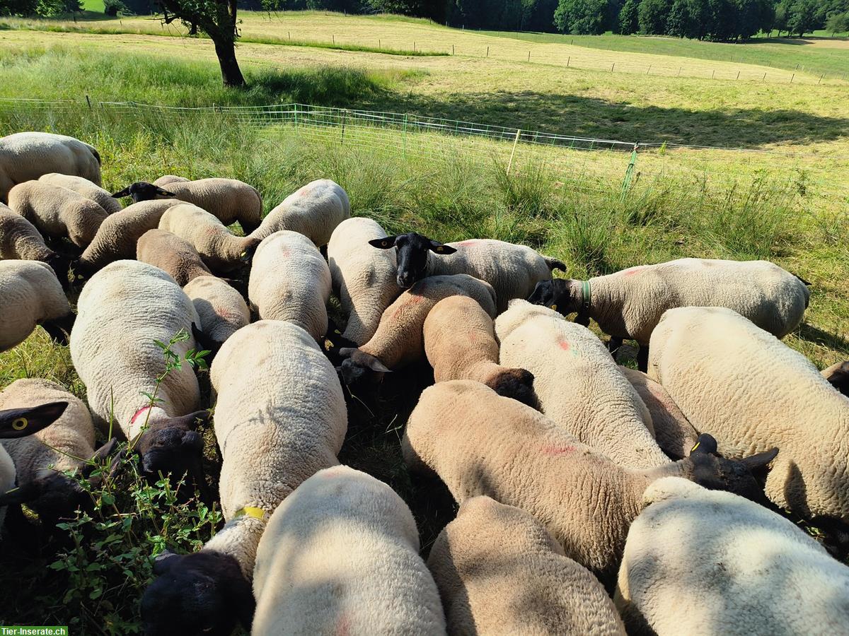 Bild 2: Suffolk Lämmer zu verkaufen
