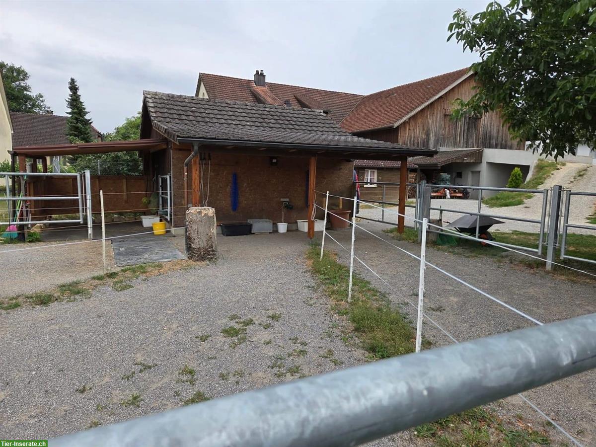 Pferdebox / Offenstall Leuggern Bezirk Zurzach