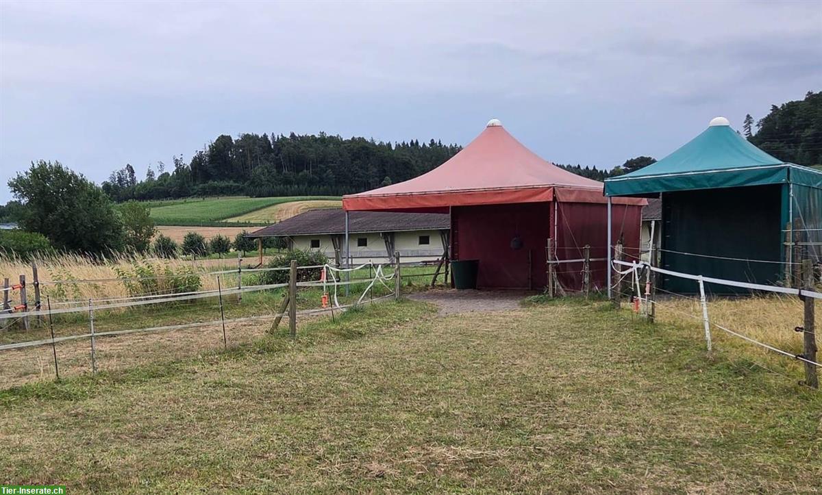 Bild 2: Pferdebox / Offenstall Leuggern Bezirk Zurzach